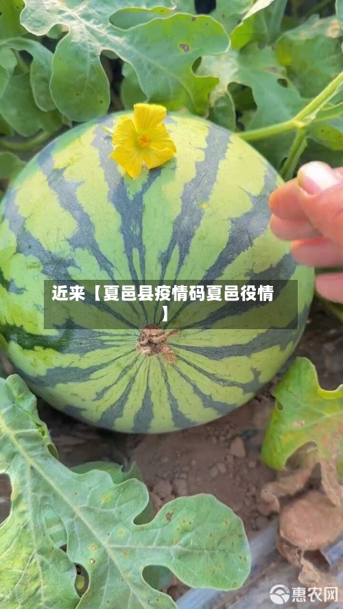 近来【夏邑县疫情码夏邑役情】-第2张图片